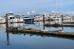 Seals-on-B-Dock-tippy-10-1-21