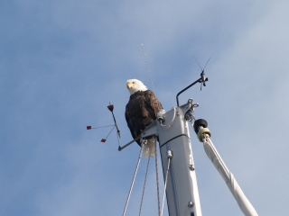 eagle-on-mast