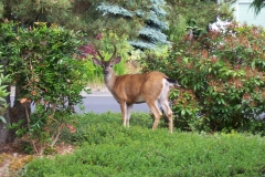 lawn-ornament-June-2018